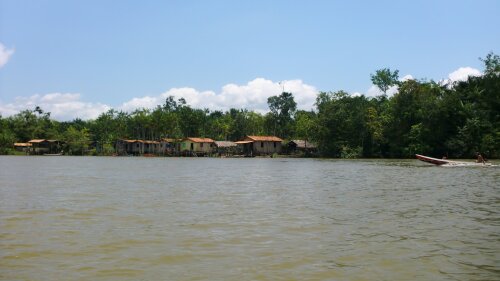 Flussbewohner am Amazonas